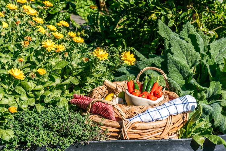 14 Waitai Road Ostend_18