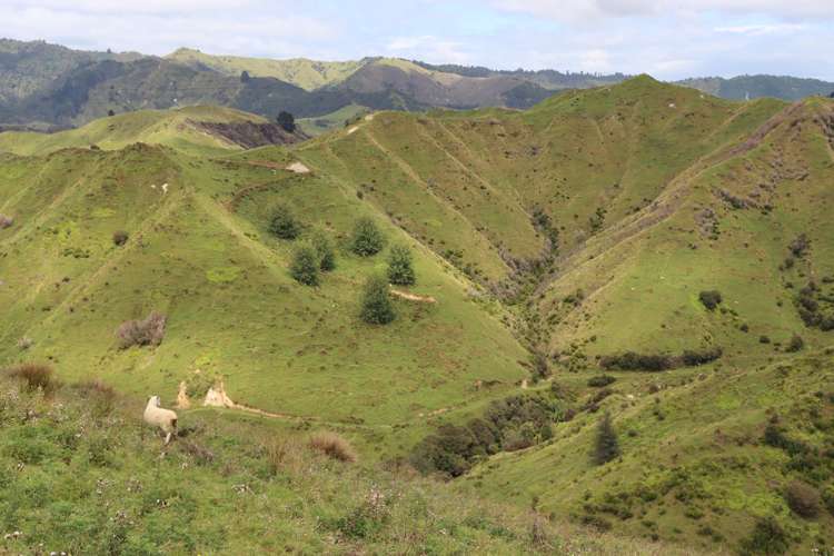 1110 Mangaehu Road Pohokura and Surrounds_10