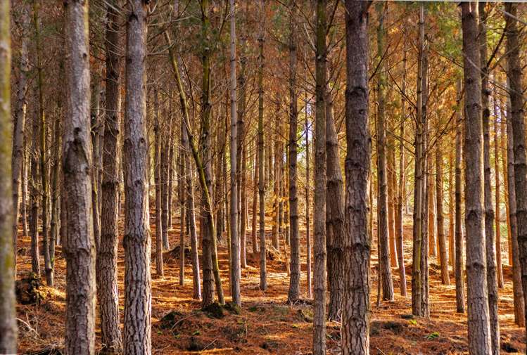 Lot 1 & 5 Ripponvale Road Cromwell_9