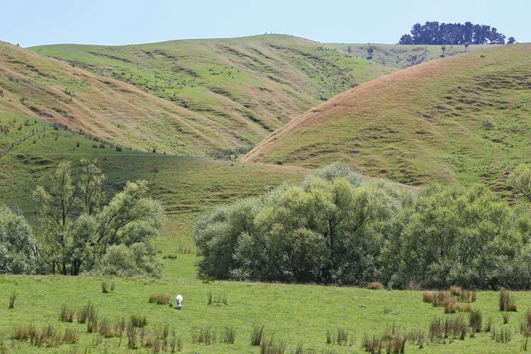 746 Te Awa Road Central Hawkes Bay Coastal_3