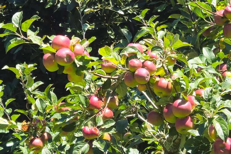 8 Phillips Drive Oropi_42