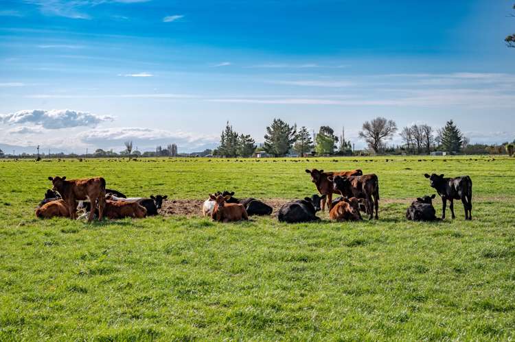 563 Drain Road Leeston_1