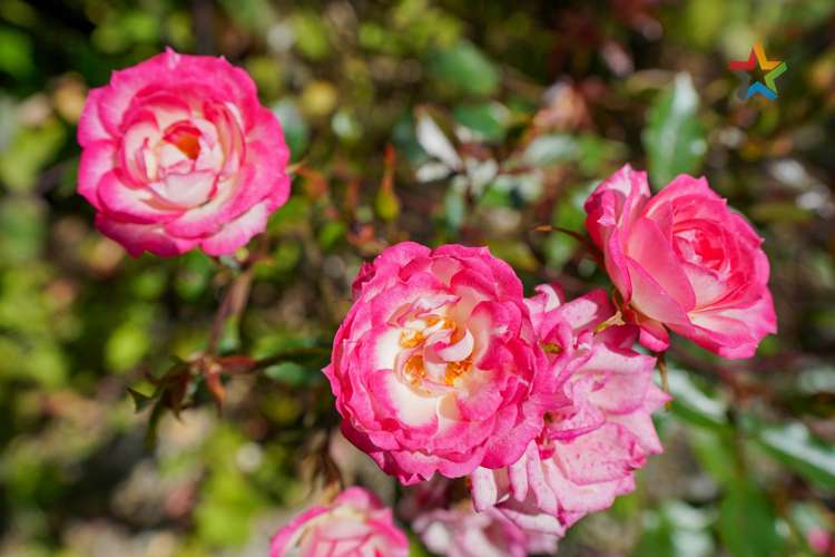 114 Earn Street Appleby_22