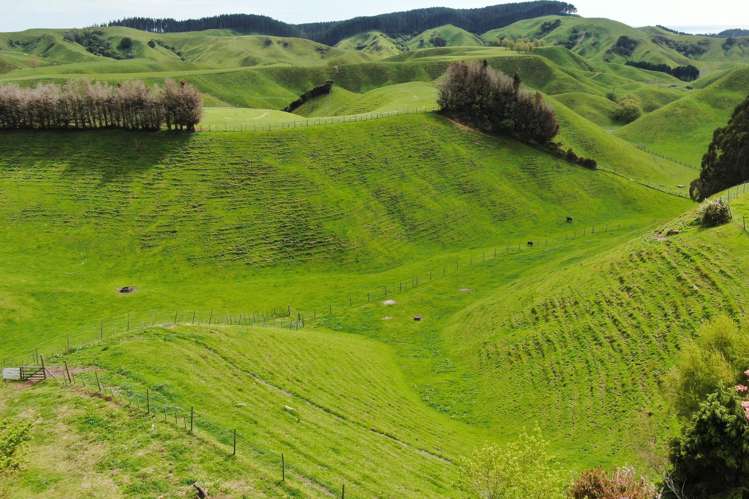 166 Airstrip Road Pikowai_33