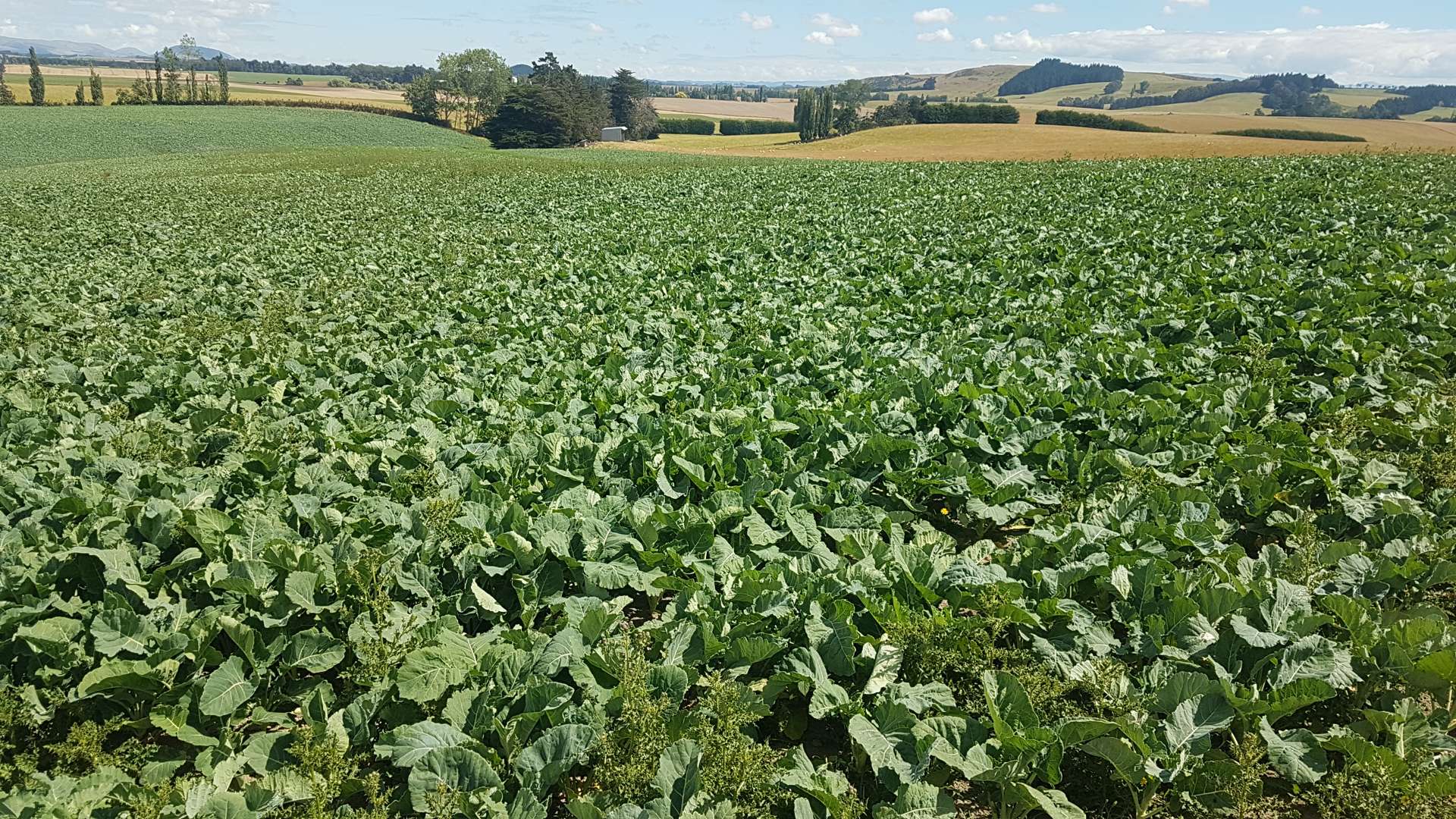 259 Kaihiku Church Road Clinton and Surrounds_0