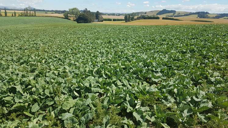 259 Kaihiku Church Road Clinton and Surrounds_0