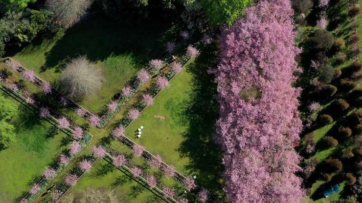 The aptly named English Cherry Tree Manor, in Tamahere, Waikato, is up for grabs. Photo / Supplied