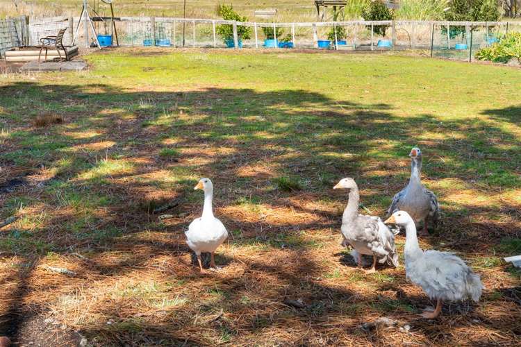 2162 State Highway 16 Helensville_14