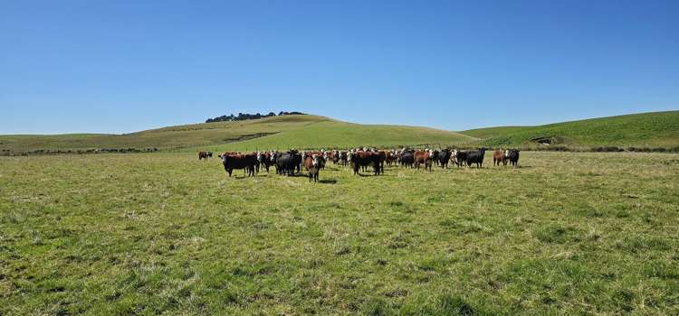 1550 Waimumu Road Te Tipua_14