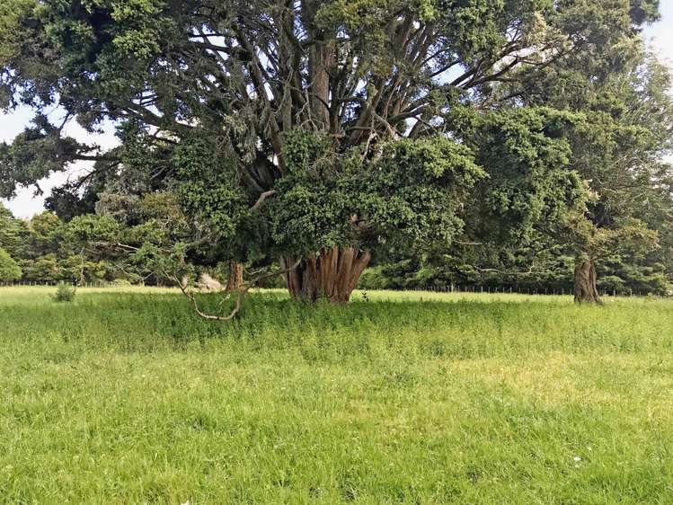 525 Whatitiri Road Poroti_2