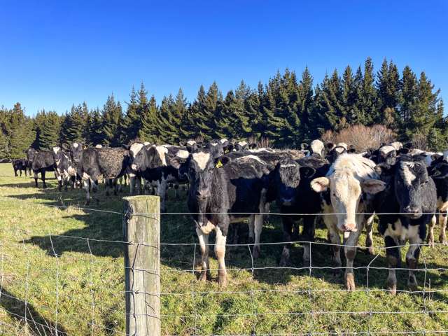 Dairy Grazing, Finishing or Supplement