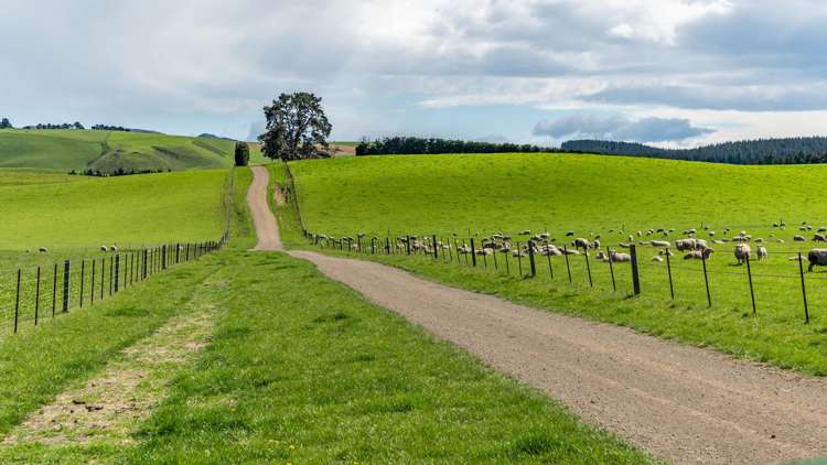 1443 Omihi Road Omihi_34