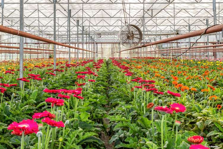 12 William Potter Lane Karaka_19