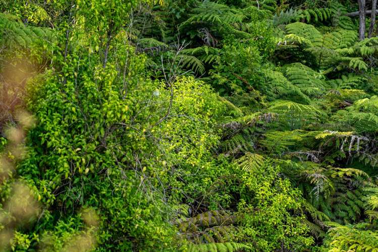 Lot 2 Kapawiti Road Mangawhai_10