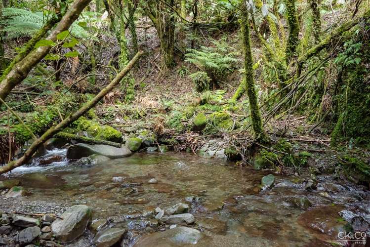 Zero Akatarawa Road Brown Owl_5