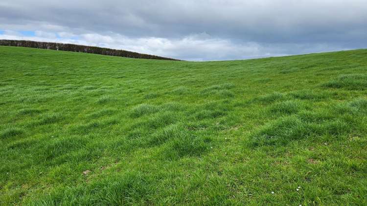 369 Tarata Road Inglewood_6