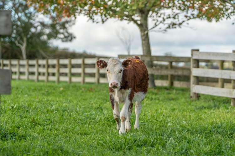 323 Lewis Road Karaka_9