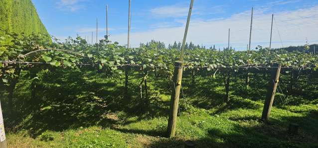 100 Penderel Road Te Puke_1