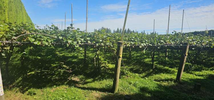 100 Penderel Road Te Puke_1