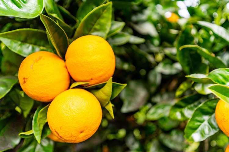 79C Jack Boyd Drive Mangawhai Heads_17