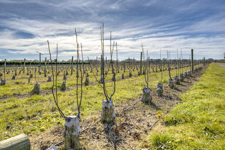 Kiwi Crunch Orchard Portfolio Twyford_26