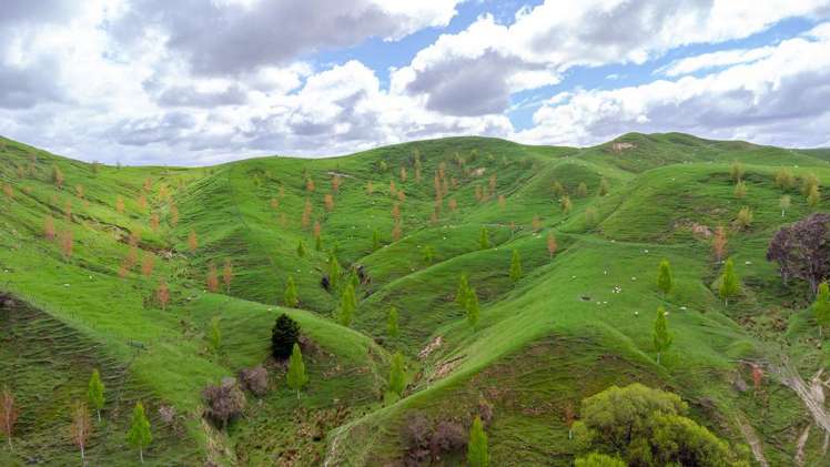 30 Mangahei Road Dannevirke_17