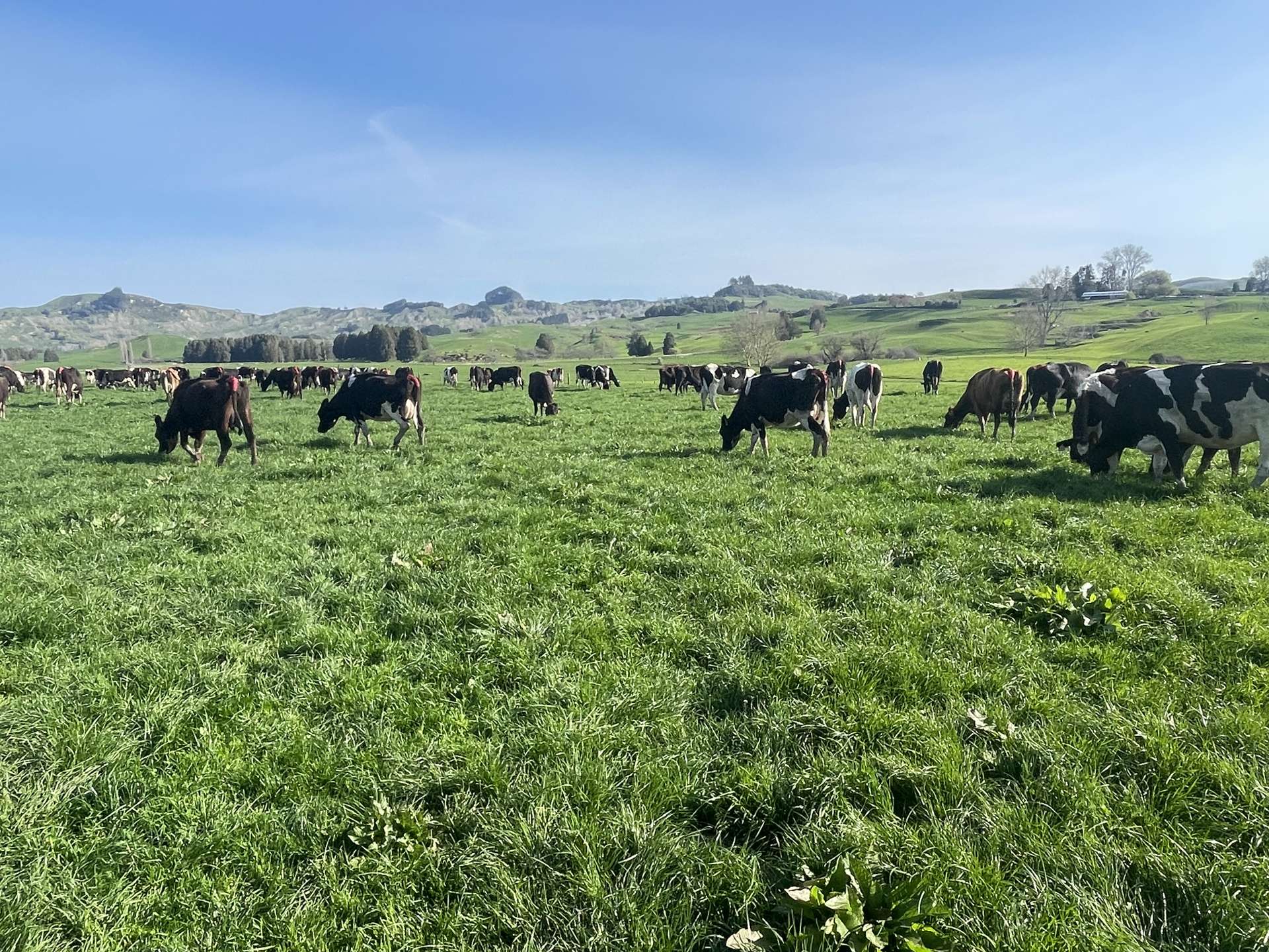 00 Whataroa Road Te Kuiti Waitomo Rural Property For Sale One Roof