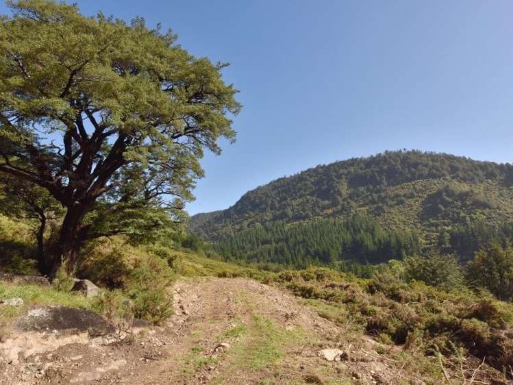 446 Glentui Bush Road Glentui_27