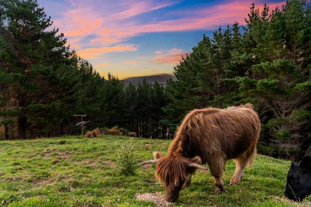 233b Murphys Road Judgeford_3