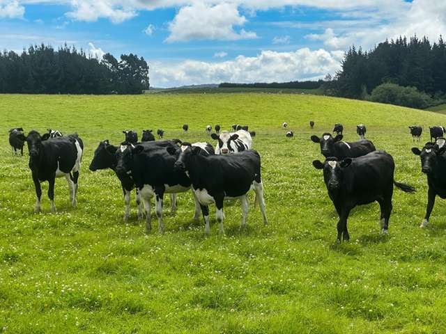 Western Southland Dairy Support/Grazing