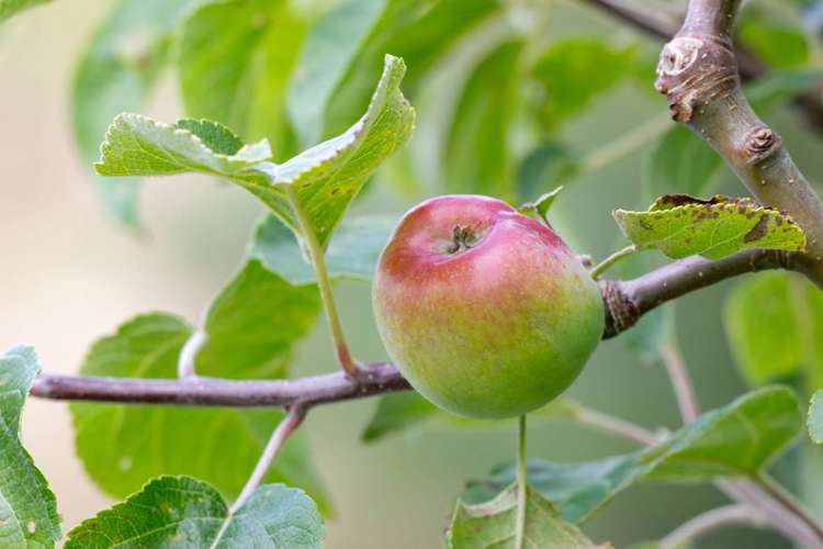 78 Prictor Road Wellsford_19