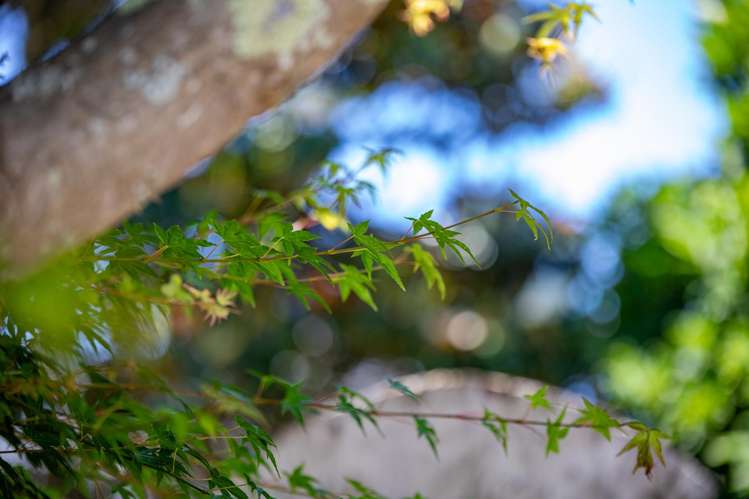 21B Storey Avenue Forest Lake_24