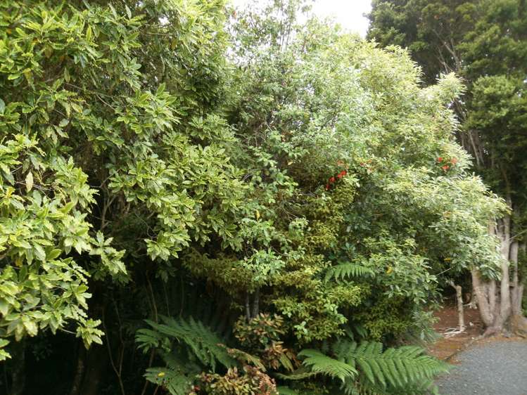 2483 Papatowai Highway Papatowai/Pounawea_14