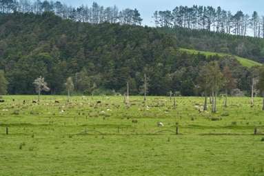 Farm 1 Pukehuia Road_2