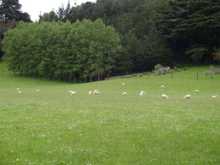 110 Waituna Road Pahiatua_16