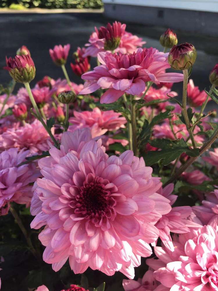 10 Te Kanawa Crescent Henderson_23