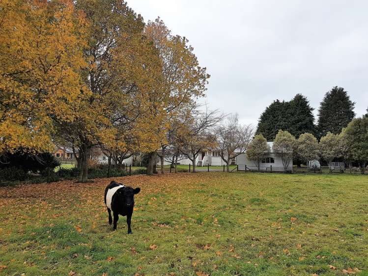 2 Penny Road Pirongia_6