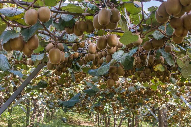 416 State Highway 2 Katikati_19