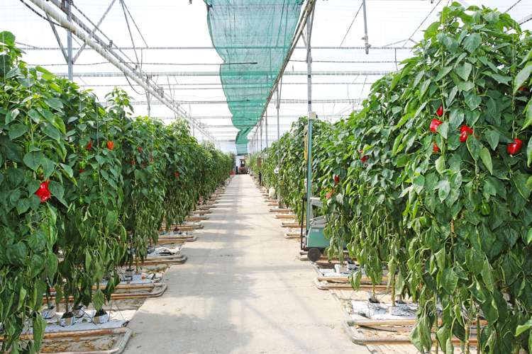 83 Appleby Road Drury_7