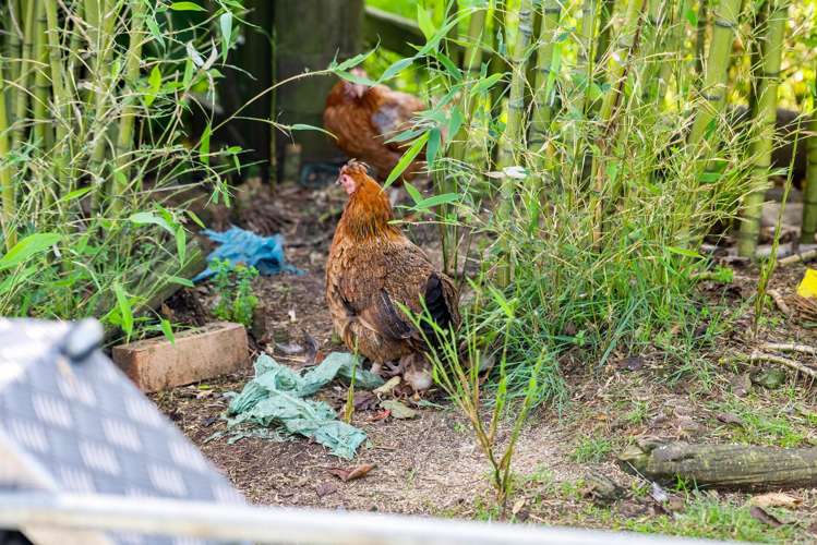 594 Waiuku-Otaua Road Otaua_45