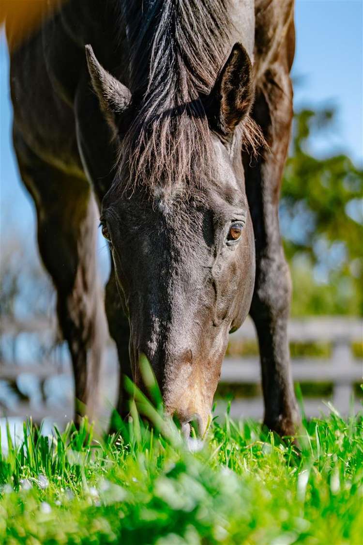 122 Rotoorangi Road Cambridge_37