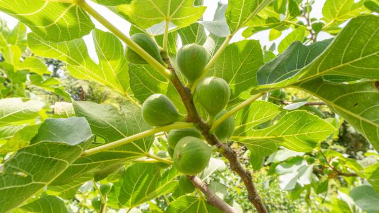 3 Te Karaka Drive Te Puna_21