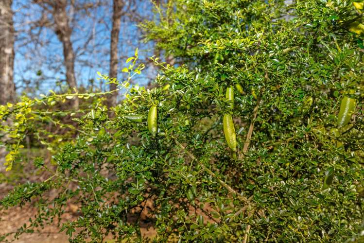 64 Cemetery Road Patutahi_16