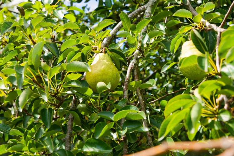 1235 Parnassus Road Ferniehurst_28