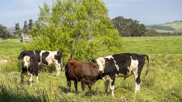 178 Pahautea Road Kahutara_12