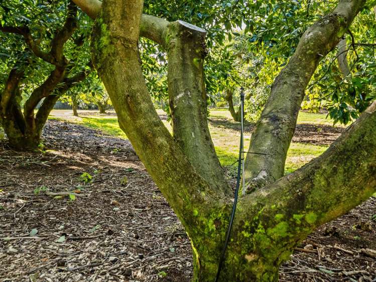 237B Busby Road Katikati_28