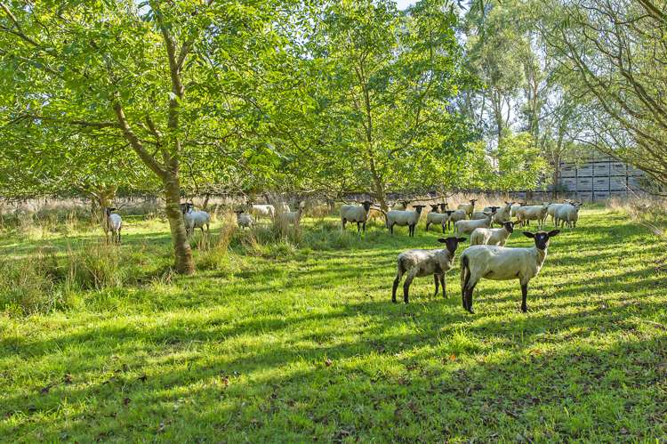 178 Springston Rolleston Road Rolleston_25