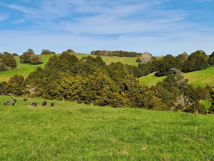 Wairere Road Maungaturoto_32
