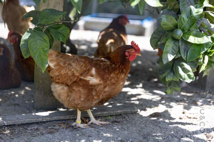 589 Inland Road Helensville_47