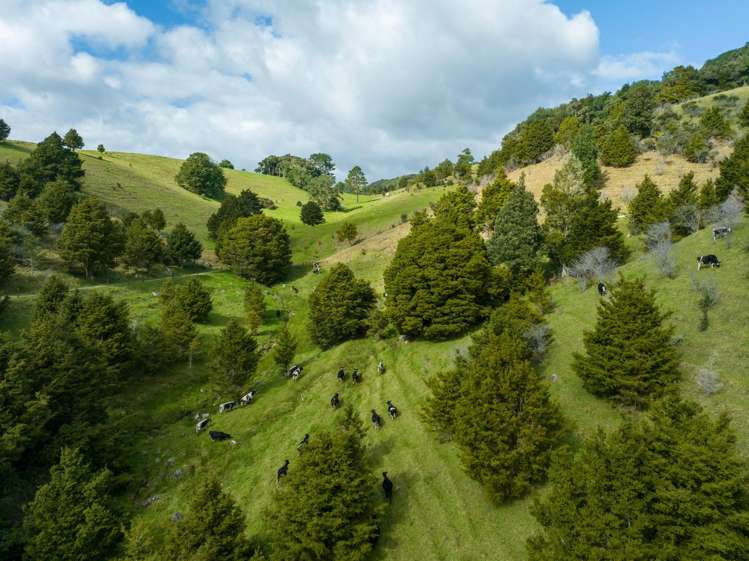 45 Monument Road Kawakawa_9